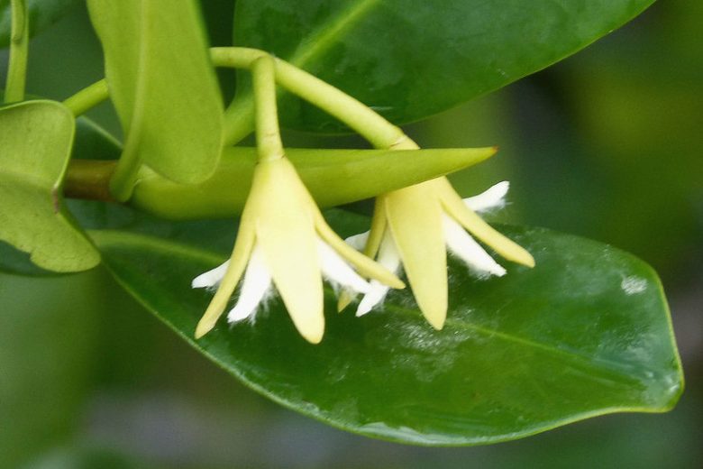 Rhizophora mangle, Red Mangrove, Florida Native Shrub, Florida Native Tree, Evergreen Shrub, Evergreen Tree