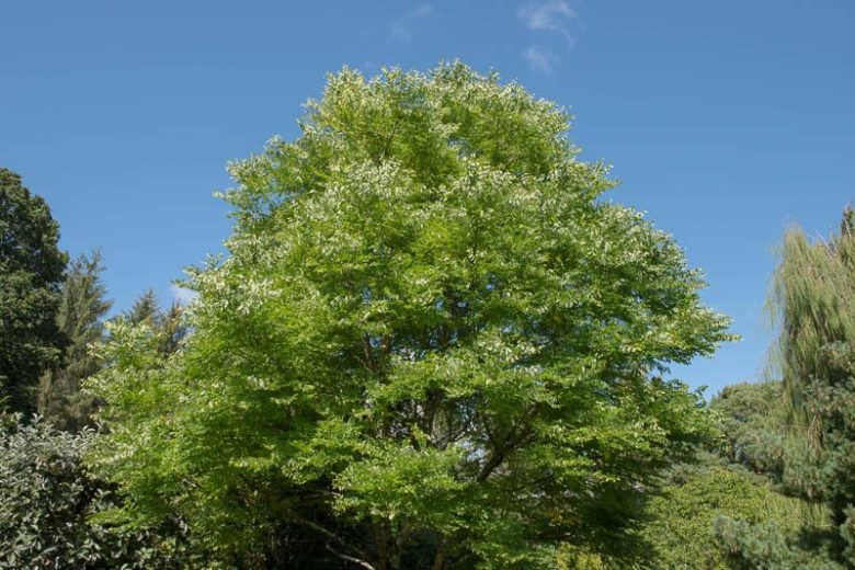 Gymnocladus dioica, Kentucky Coffeetree, Stump Tree, Chicot, fall color, Pink flowers