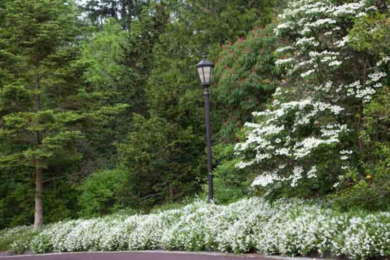 Deutzia Gracilis 'Nikko', Slender Deutzia, Deutzia 'Nikko', Slender Deutzia 'Nikko', Flowering Shrub, White flowers, Dwarf Shrub
