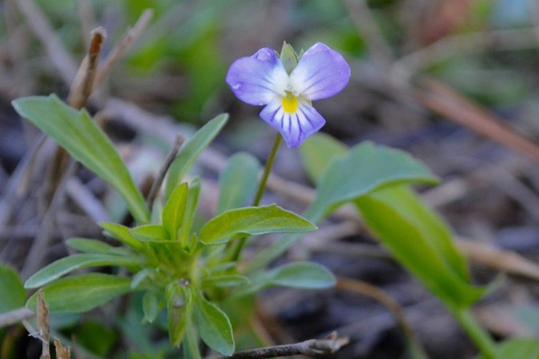 Viola bicolor,Field Pansy, Wild Pansy,  American Field Pansy, Johnny Jump Up, Johnny Jump-Up, Johnny Jump-up Violet,, Shade plants, shade perennial, violet flowers, plants for shade