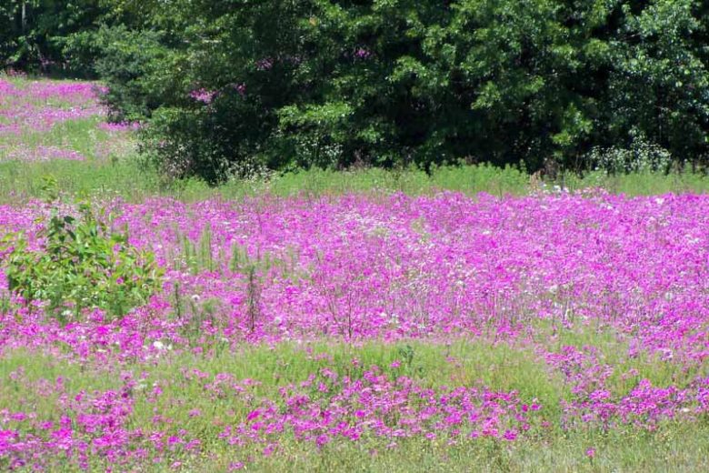 Phlox Stolonifera, Creeping Phlox, Purple Phlox, Purple flowers, Groundcover, Perennial groundcover