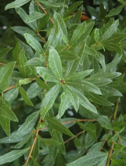 Quercus laurifolia, Laurel Oak, Swamp Laurel Oak, Darlington Oak, Diamond-leaf Oak, Laurel-leaf Oak, Water Oak, Obtusa Oak, Quercus obtusa, Evergreen Oak,