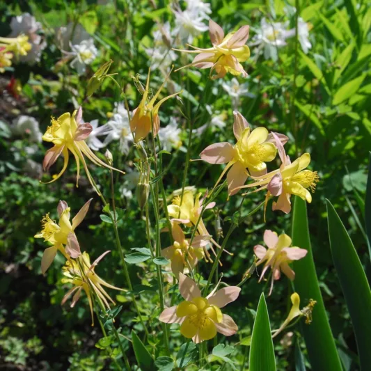 Aquilegia 'McKana', Columbine 'McKana', Columbine 'McKana Hybrid', Granny's Bonnet 'McKana Hybrid', Grannies Bonnet 'McKana Hybrid', Red Aquilegia, Bicolor Aquilegia