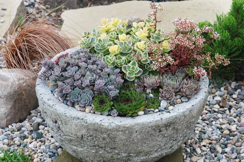 Sedum SUNSPARKLER® Blue Elf', Sedum 'Blue Elf', SUNSPARKLER® Series, Blue Sedum, evergreen groundcover