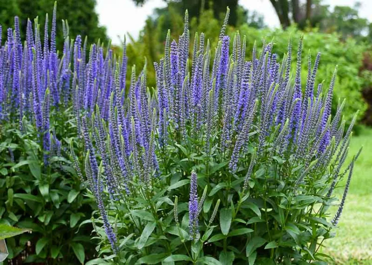 Veronica Blue Skywalker, Spike Speedwell Blue Skywalker, Blue Flowers, Blue flower spikes, Blue Veronica