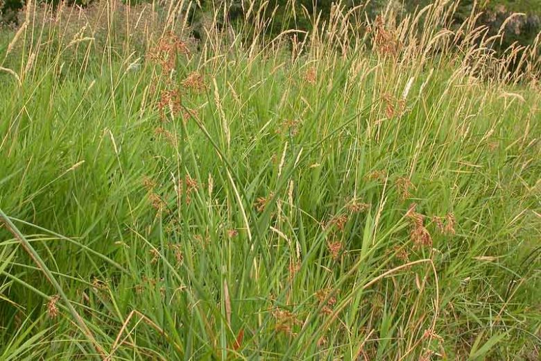 Schoenoplectus tabernaemontani, Softstem Bulrush, Soft-Stem Club-Rush, Great Bulrush, Gray Club-Rush, Banded Rush, Porcupine-Quill Rush, Zebra Rush, Schoenoplectus lacustris ssp. tabernaemontani, Scirpus validus