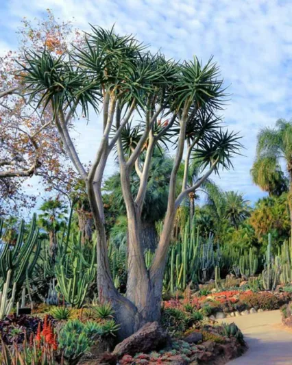 Aloidendron barberae, Tree Aloe, Aloe bainesii, Aloe barberae, Hardy succulent