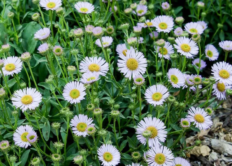 Erigeron glaucus Wayne Roderick, Seaside Daisy 'Wayne Roderick', Beach Fleabane Daisy 'Wayne Roderick', Erigeron 'Wayne Roderick', Erigeron 'WR', Pink flowers, Pink Groundcovers, Mediterranean Plants