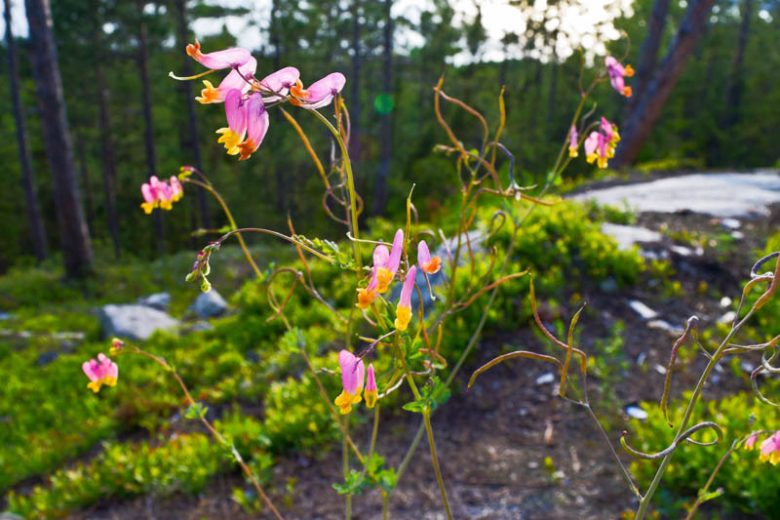 Corydalis sempervirens, Rock Harlequin, Pink Corydalis, Pale Corydalis, Capnoides sempervirens, Pink Flowers