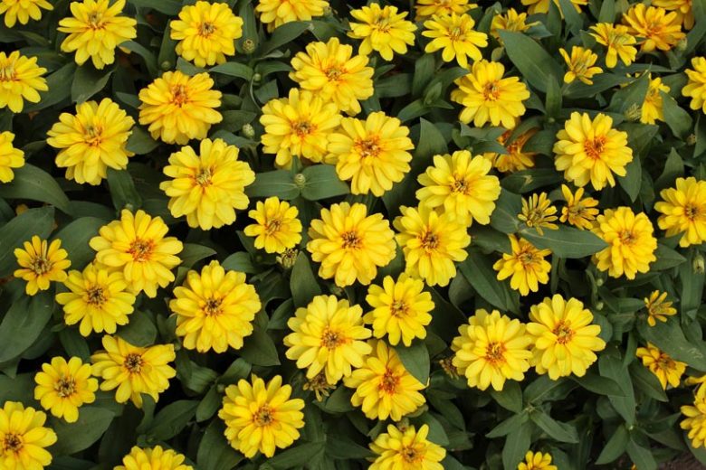 zinnia, Zinnia Profusion Yellow Zinnia