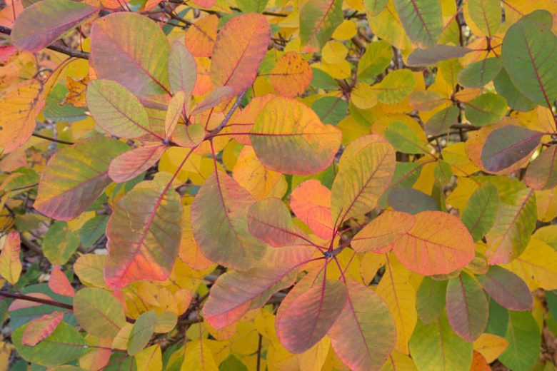 Cotinus obovatus, American Smoke Tree, Texas Smoke Tree, Wild Smoke Tree, Smoke Tree, Smokebush, Chittamwood, Cotinus americanus