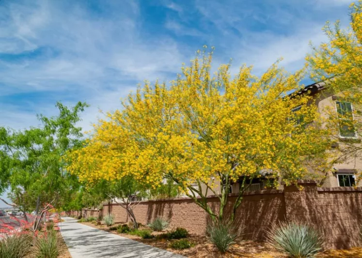 Parkinsonia florida, Blue Paloverde, Cercidium floridum, Cercidium floridum ssp. floridum, Desert Trees, Yellow Flowers