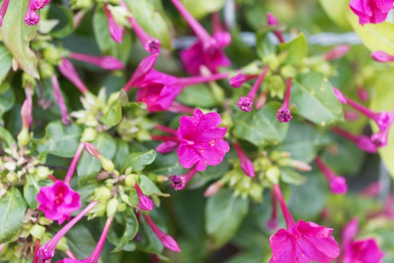 Mirabilis jalapa, Marvel of Peru, Four O'Clock Flower, False Jalap, Four O'Clock Plant, Garden Jalap, Jalap Plant, Marvel of the World, Pretty-By-Night, Japanese Wonder Flower, Pearl of Egypt,