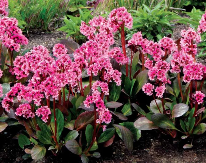 Bergenia 'Pink Dragonfly', Elephant's Ears 'Pink Dragonfly', Pig Squeak 'Pink Dragonfly', Pink Bergenia, Evergreen Perennial, Shade Perennial