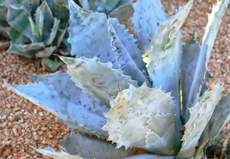 Agave colorata, Mescal Ceniza, Coastal Agave, Blue agave, Gray Agave, Drought tolerant plant, Cold hardy agave, Hardy agave