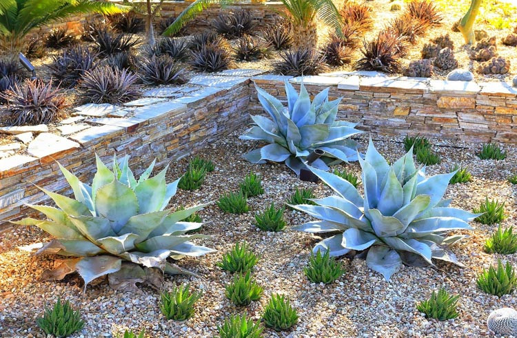 Agave ovatifolia, Whale's Tongue Agave, Whale's Tongue Century Plant, Blue agave, Gray Agave, Drought tolerant plant, Cold hardy agave, Hardy agave