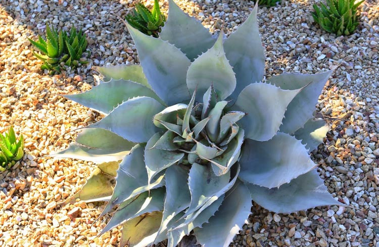 Agave ovatifolia, Whale's Tongue Agave, Whale's Tongue Century Plant, Blue agave, Gray Agave, Drought tolerant plant, Cold hardy agave, Hardy agave