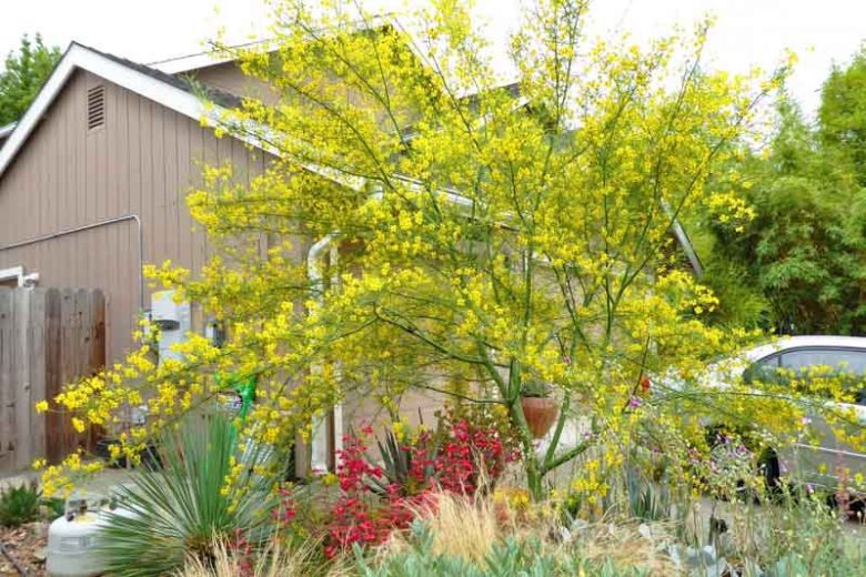 parkinsonia praecox