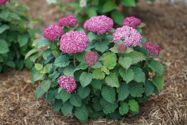 Hydrangea Arborescens Invincibelle Mini Mauvette, Invincibelle Mini Mauvette Smooth Hydrangea, Invincibelle Mini Mauvette, Small Hydrangea, Pink Hydrangea, Purple Hydrangea