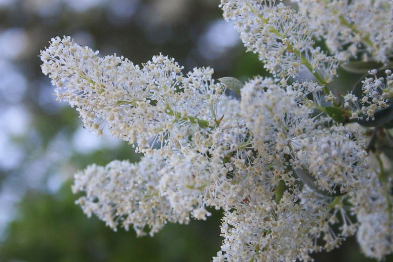 Ceanothus integerrimus, Deerbrush, Fragrant Shrubs, Evergreen Shrubs, California Shrubs, California Native Shrubs