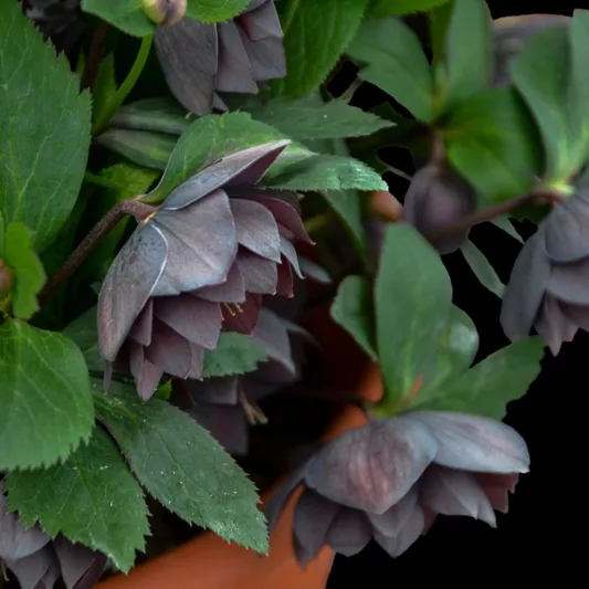 Dashing Groomsmen Hellebore, Helleborus Dashing Groomsmen,  Hellebore 'Dashing Groomsmen', Lenten Rose 'Dashing Groomsmen', Black Hellebore, Black Lenten Rose