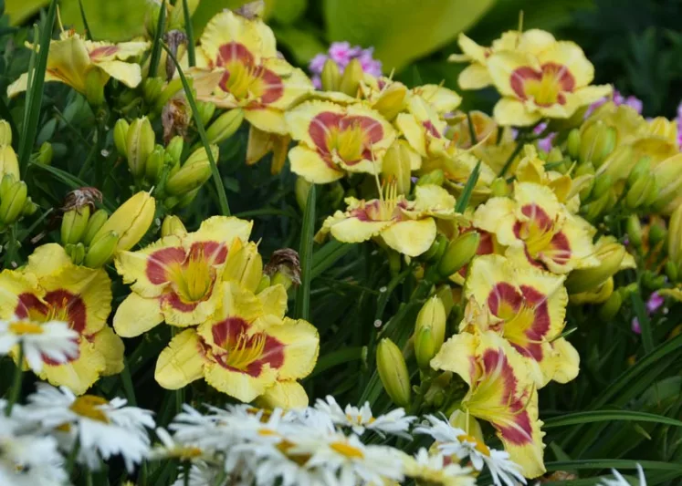 Hemerocallis Monterrey Jack, Daylily Monterrey Jack, Day Lily Monterrey Jack, Monterrey Jack Daylily, daylilies, Daylily, Day Lilies, Yellow flowers, Yellow day lily, Yellow Daylily, Early Season Daylilies