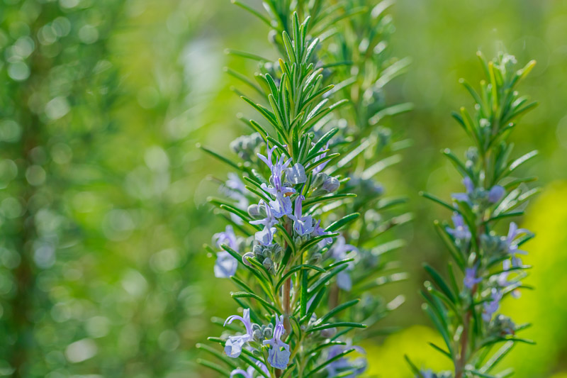 Rosemary, Rosmarinus, Rosmarinus officinalis, Salvia rosmarinus, Aromatic Herbs, Mediterranean Plants