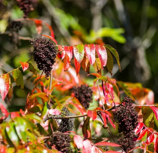 Rhus copallinum, Winged Sumac, Shining Sumac, Flameleaf Sumac, Mountain Sumac, Dwarf Sumac, Wing-rib Sumac, Black Sumac, Upland Sumac