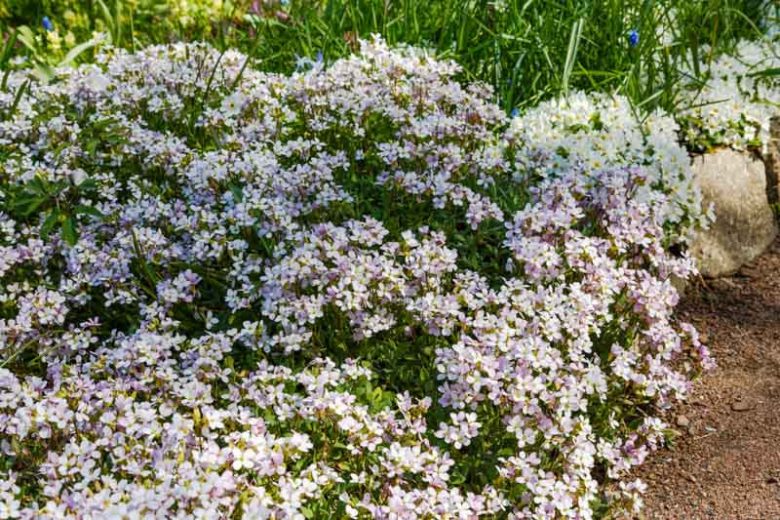 Arabis alpina subsp. caucasica, Mountain Rock Cress, Alpine Rock Cress, Alpine Rockcress, Caucasus Rockcress, Wall Rock Cress, Arabis caucasica