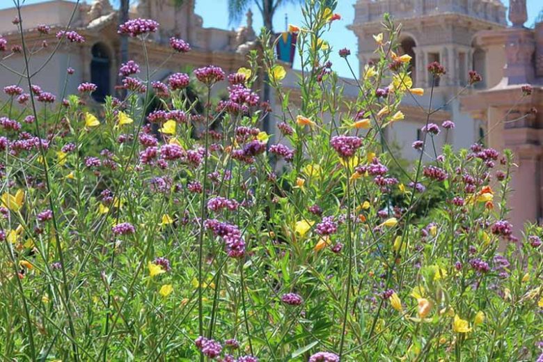 Oenothera elata, Hooker's Evening Primrose, Hairy Evening Primrose, Western Evening Primrose, Marsh Evening Primrose, Yellow Flowers, Native Plants