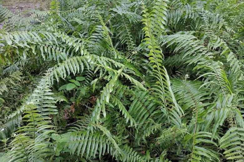 Polystichum acrostichoides,  Christmas Fern, Dagger Fern, Shade plants, shade perennial, plants for shade, Evergreen Fern