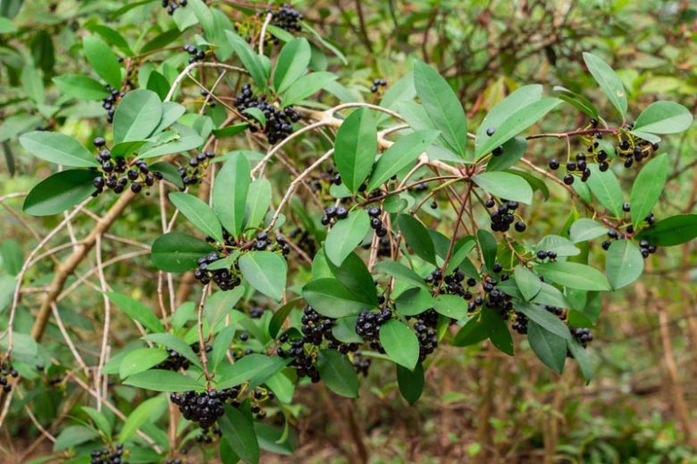 Ardisia escallonioides, Island Marlberry, Marbleberry, Marlberry, Icacorea paniculata,  White flowers, Black Berries