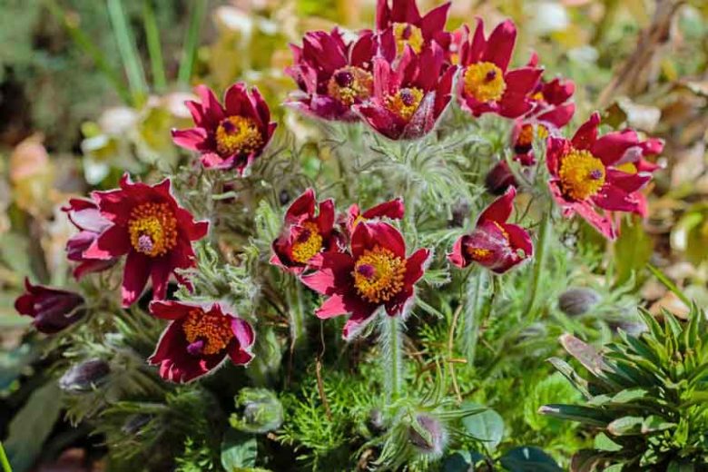 Pulsatilla vulgaris 'Rote Glocke', Pulsatilla vulgaris 'Red Bells', Pulsatilla vulgaris 'Red Cloak',Red Pasque Flower, Red Pasqueflower, Red Meadow Anemone, Red Prairie Smoke