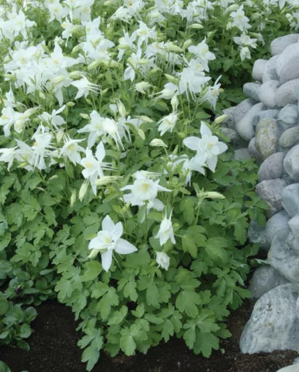 Aquilegia Songbird 'Dove',Columbine Songbird 'Dove', Granny's Bonnet Songbird 'Dove', Aquilegia Hybrida Songbird 'Dove', White Aquilegia, Aquilegia Songbird Series