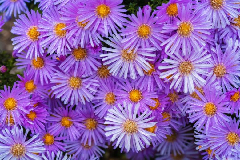 Aster alpinus, Alpine Aster, Blue Alpine Daisy, Rock Aster, Summer Perennials, Summer Flowers, Lavender Asters, Blue Asters