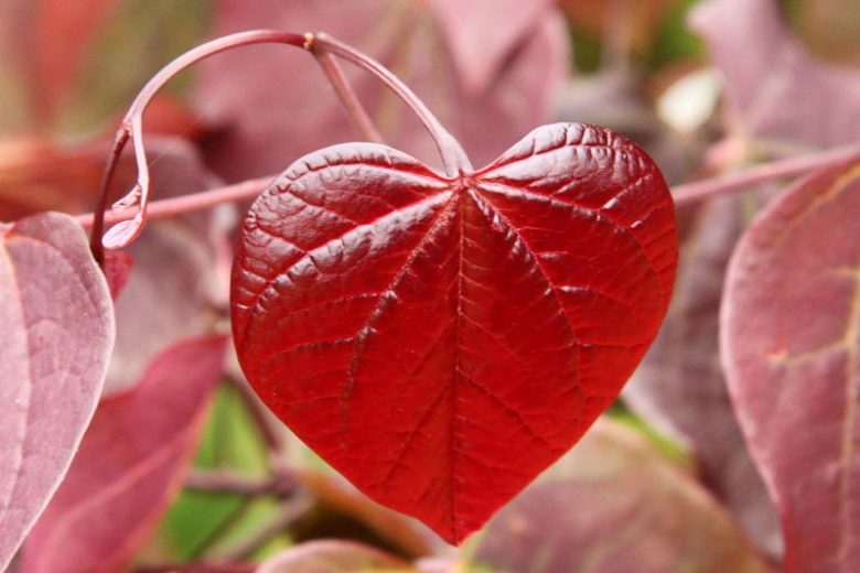Cercis canadensis Forest Pansy, Redbud 'Forest Pansy, Forest Pansy Redbud, Shrub, Small Tree, Pink Flowers, ornamental tree, dark leaves