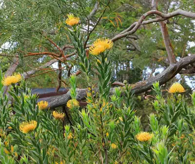 Leucospermum cordifolium 'Yellow Bird', Nodding Pincushion 'Yellow Bird', Heart-Shaped Leaved Pincushion Protea 'Yellow Bird', Yellow Pincushion, Yellow flowers, Mediterranean shrubs, Evergreen Shrubs, Drought tolerant