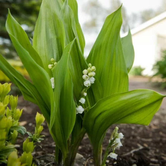 Convallaria Majalis 'Bordeaux', Lily of the Valley 'Bordeaux', Conval Lily 'Bordeaux', Word Lily 'Bordeaux', Mayflower 'Bordeaux', Mugget 'Bordeaux',May Bells 'Bordeaux', May Lily 'Bordeaux'