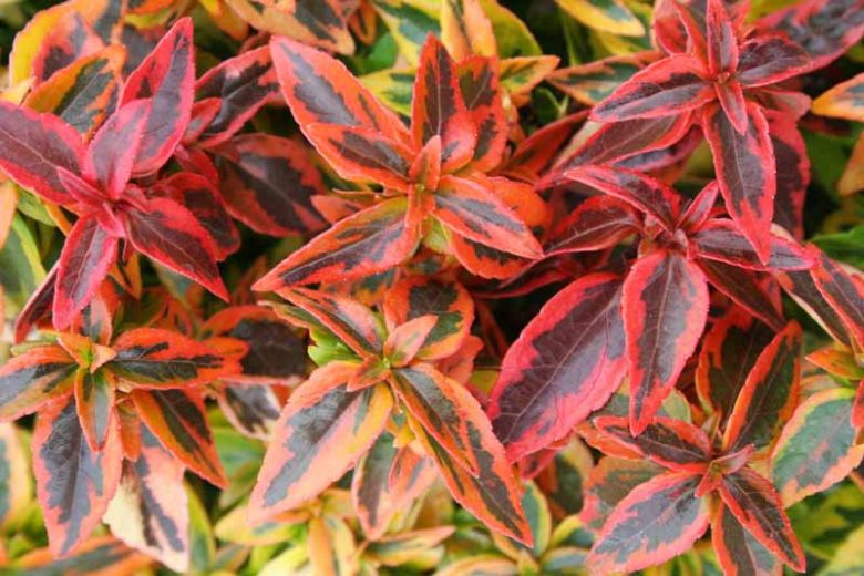 Abelia  grandiflora Kaleidoscope, Glossy Abelia Kaleidoscope, semi-evergreen Shrub, Evergreen shrub, Fragrant Shrub, Pink Flowers, White Flowers, Variegated foliage shrub