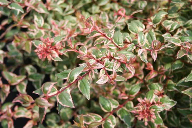 Abelia  grandiflora Mardi Gras, Glossy Abelia Mardi Gras, semi-evergreen Shrub, Evergreen shrub, Fragrant Shrub, Pink Flowers, White Flowers, Variegated foliage shrub