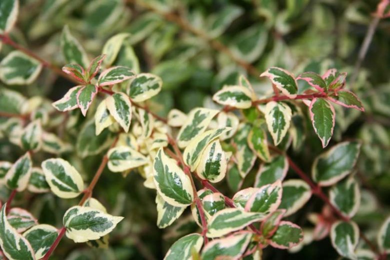 Abelia  grandiflora Mardi Gras, Glossy Abelia Mardi Gras, semi-evergreen Shrub, Evergreen shrub, Fragrant Shrub, Pink Flowers, White Flowers, Variegated foliage shrub