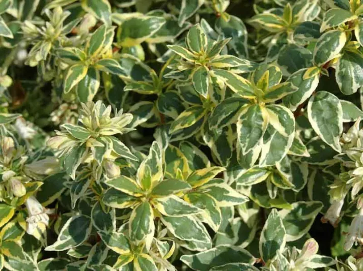 Abelia  grandiflora Radiance, Glossy Abelia Radiance, semi-evergreen Shrub, Evergreen shrub, Fragrant Shrub, Pink Flowers, White Flowers, Variegated foliage shrub