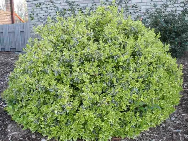 Abelia  grandiflora Radiance, Glossy Abelia Radiance, semi-evergreen Shrub, Evergreen shrub, Fragrant Shrub, Pink Flowers, White Flowers, Variegated foliage shrub