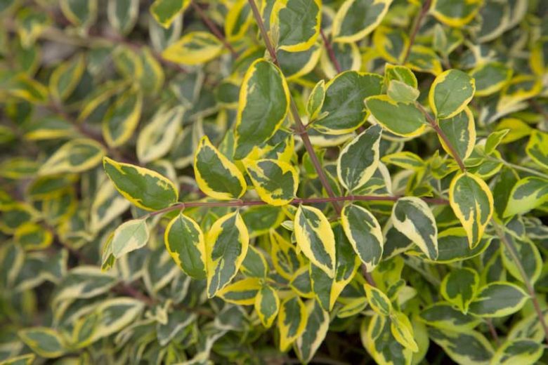 Abelia x grandiflora 'Hopleys', Glossy Abelia 'Hopleys', Abelia 'Miss Lemon', Abelia 'Lemon Zest', semi-evergreen Shrub, Evergreen shrub, Fragrant Shrub, Pink Flowers, White Flowers,