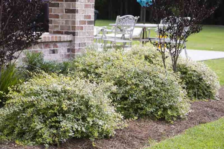 Abelia x grandiflora 'Hopleys', Glossy Abelia 'Hopleys', Abelia 'Miss Lemon', Abelia 'Lemon Zest', semi-evergreen Shrub, Evergreen shrub, Fragrant Shrub, Pink Flowers, White Flowers,