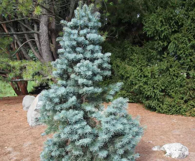 Abies concolor 'Compacta', White Fir 'Compacta', Compact White Fir, Abies concolor 'Glauca Compacta', Abies concolor 'Glauca Nana', Evergreen Conifer, Evergreen Shrub, Blue Conifer, Blue Fir