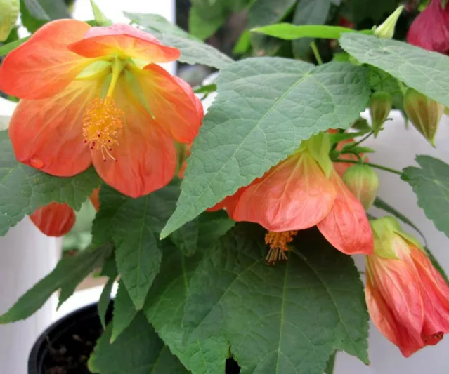 Abutilon 'Lucky Lantern Tangerine', Flowering Maple 'Lucky Lantern Tangerine', Abutilon hybrida 'Lucky Lantern Tangerine', Abutilon 'Nuabtang', Orange Flowers, evergreen shrubs