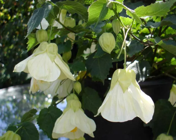 Abutilon 'Lucky Lantern White', Flowering Maple 'Lucky Lantern White', Abutilon hybrida 'Lucky Lantern White', Abutilon 'Nuabtwhite', White Flowers, evergreen shrubs