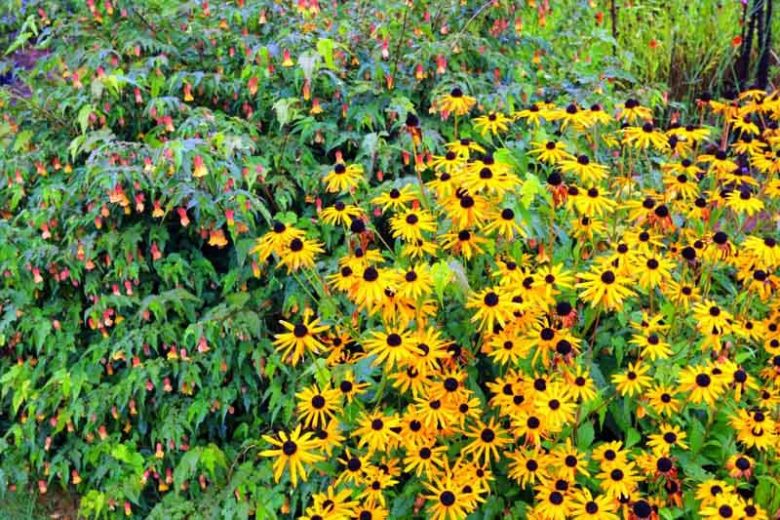 Rudbeckia Triloba, Brown-Eyed Susan, Native Black-Eyed Susan, Thin-Leaved Rudbeckia, Thin-Leaf Coneflower, Branched Coneflower, late summer perennial, golden flowers, yellow perennial