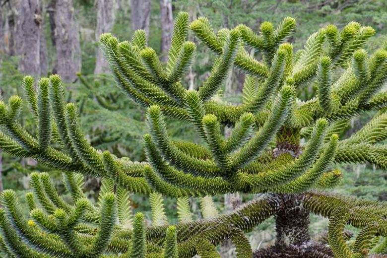 Araucaria araucana, Monkey Puzzle, Money Puzzle Tree, Chile Pine, Evergreen Conifer, Evergreen Shrub, Evergreen Tree,